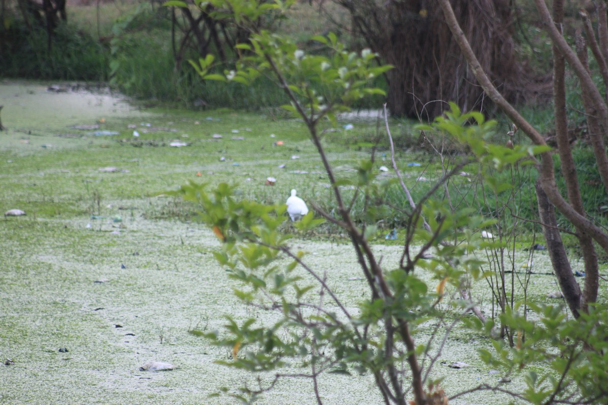 white egret sp. - ML618816737