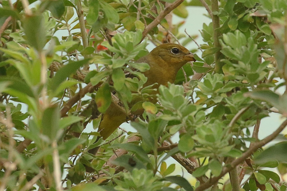 Western Tanager - ML618816747