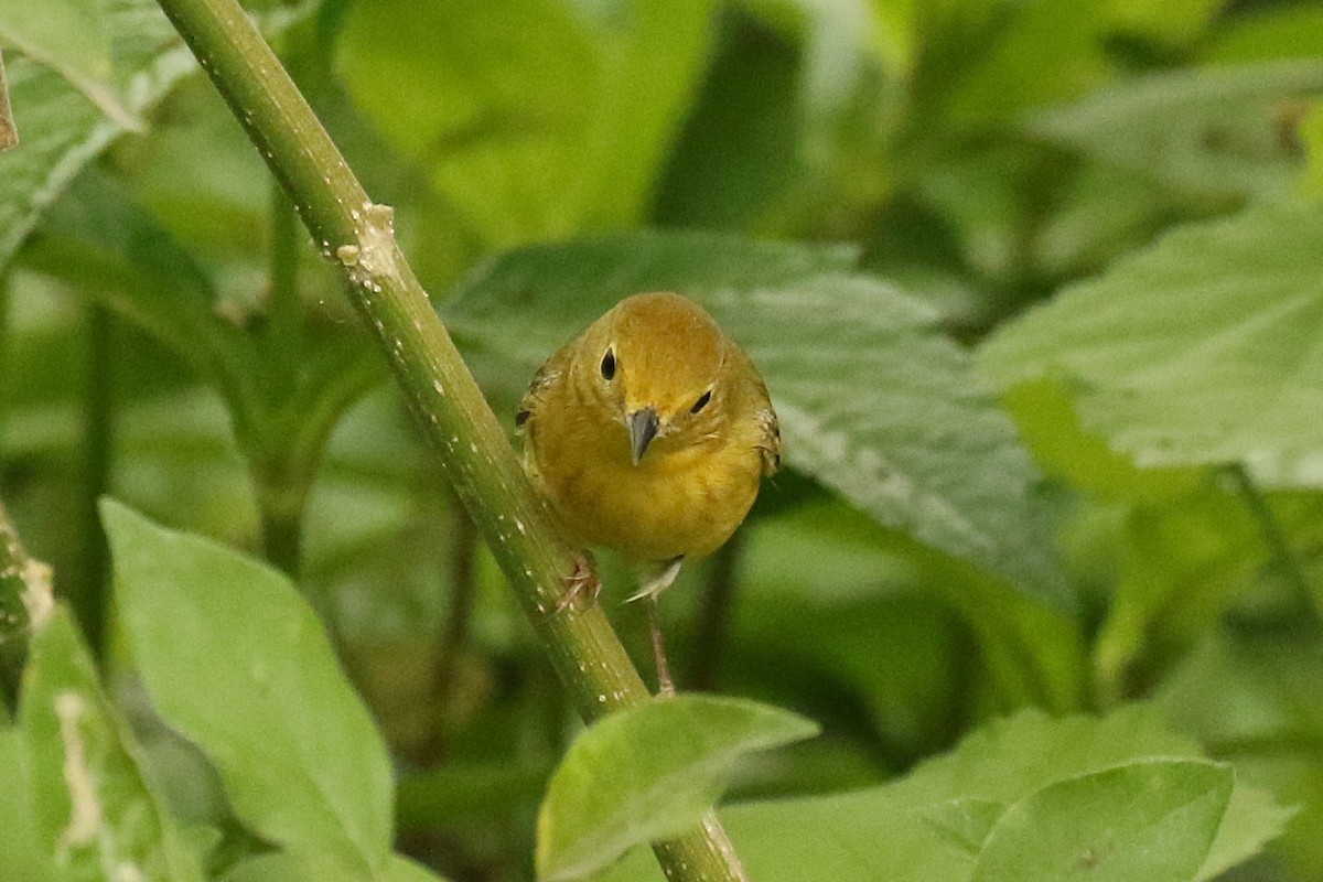 Yellow Warbler (Mangrove) - ML618816795