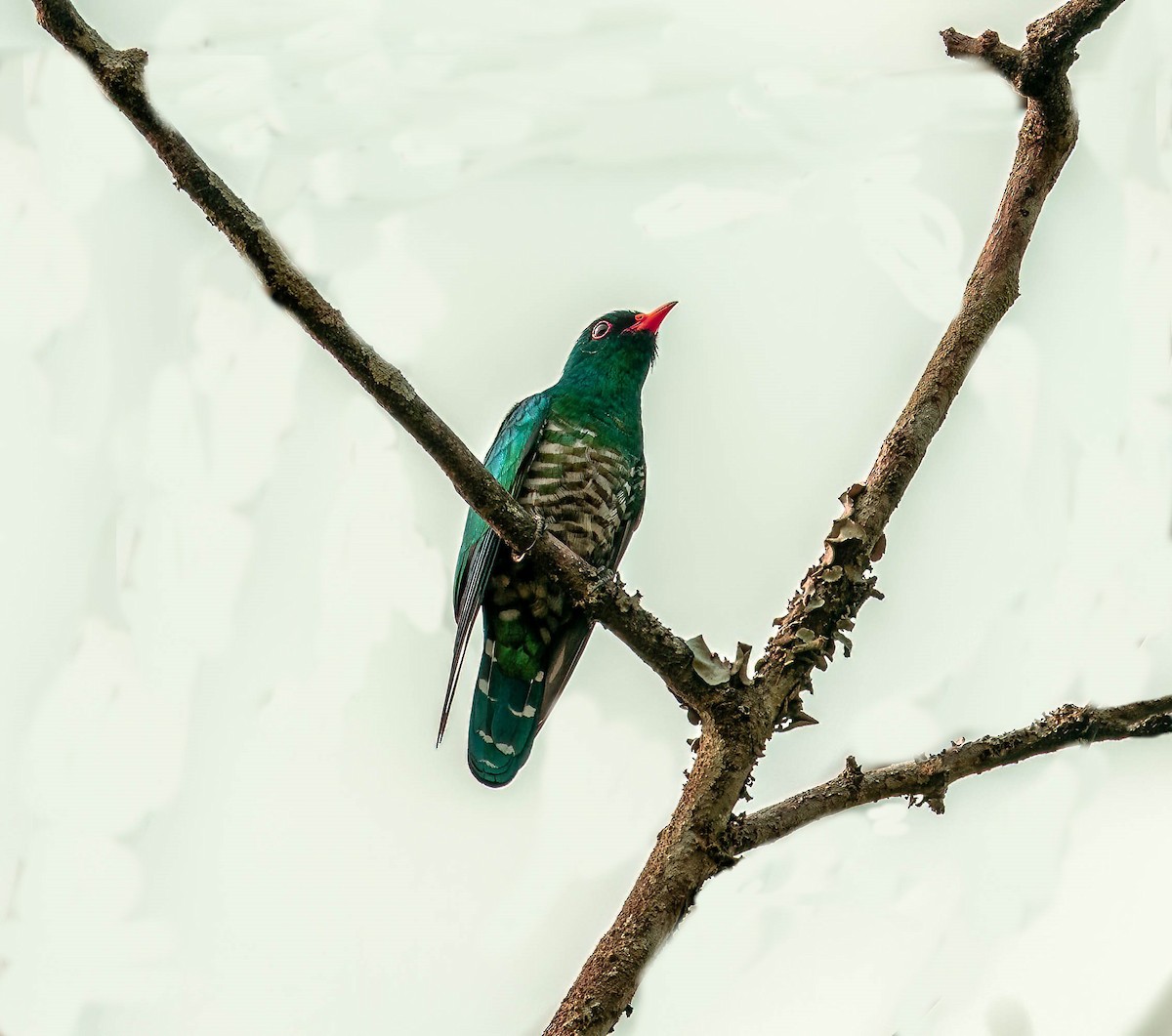 Asian Emerald Cuckoo - ML618816809