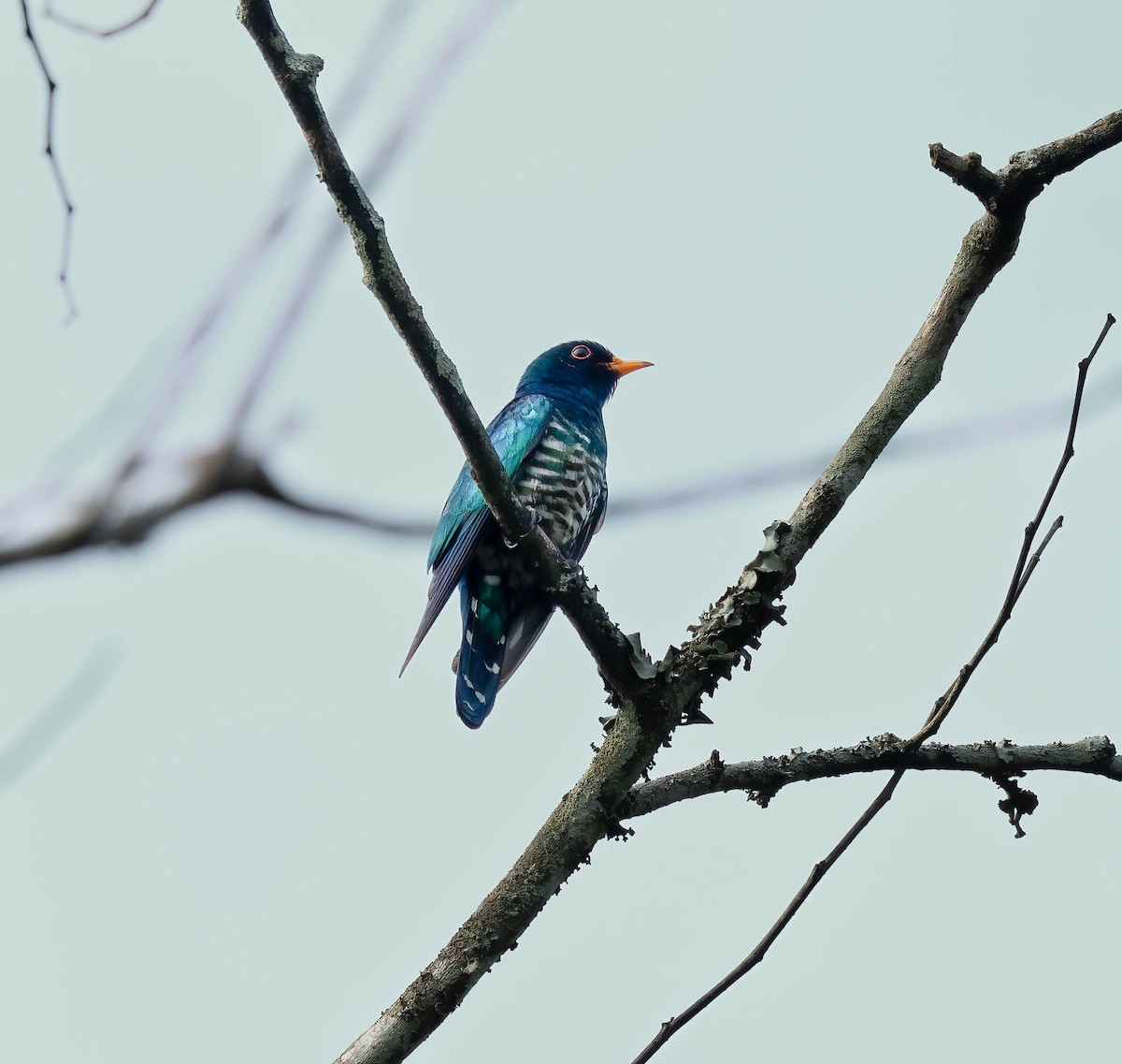 Asian Emerald Cuckoo - VIJAY S