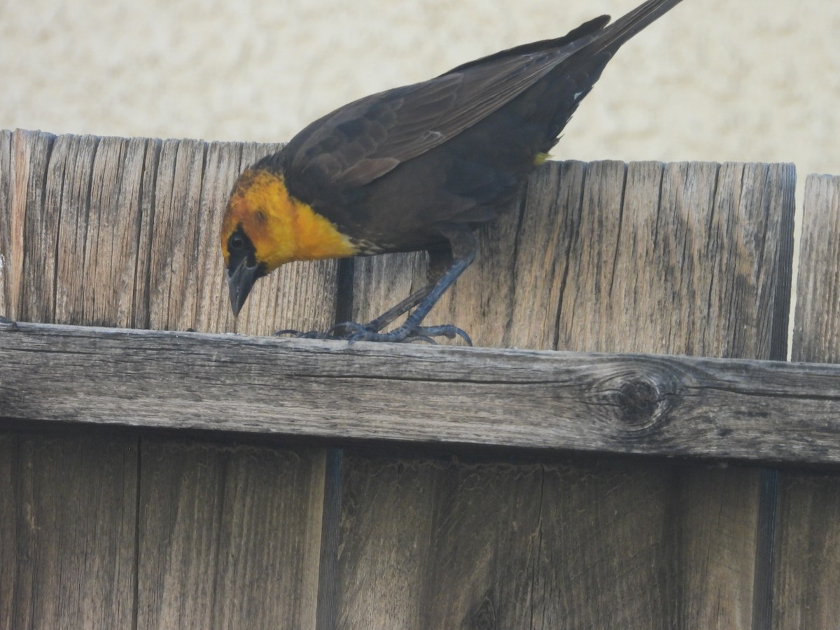 Yellow-headed Blackbird - ML618816829