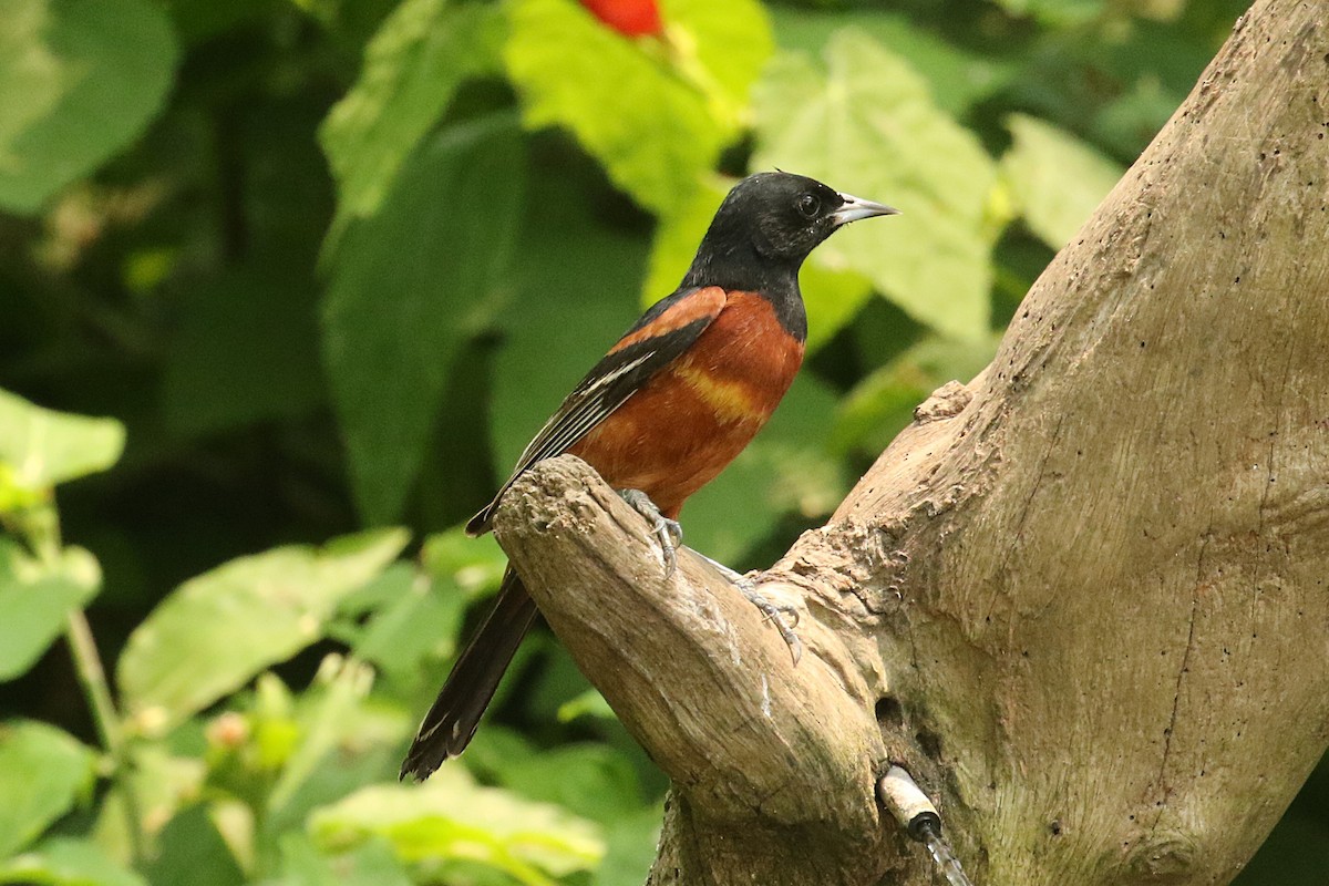 Orchard Oriole - ML618816857