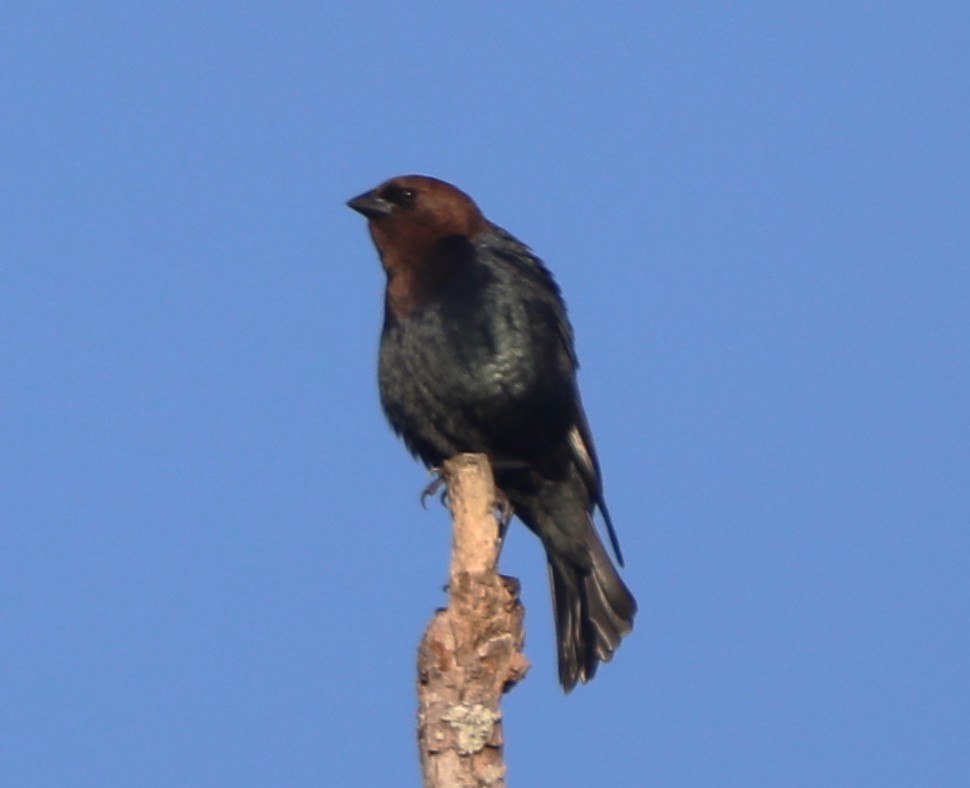 Brown-headed Cowbird - ML618816861