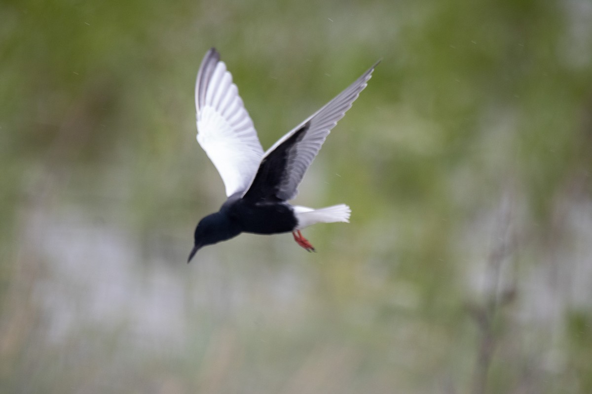 White-winged Tern - ML618816874