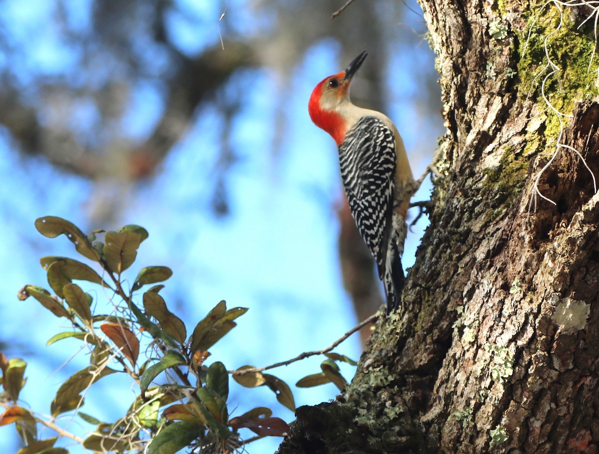 Red-bellied Woodpecker - ML618816893