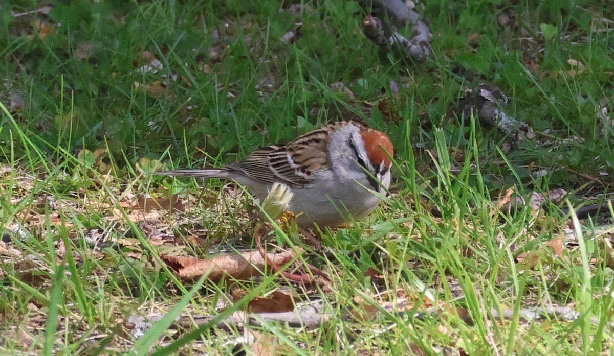 Chipping Sparrow - ML618816906