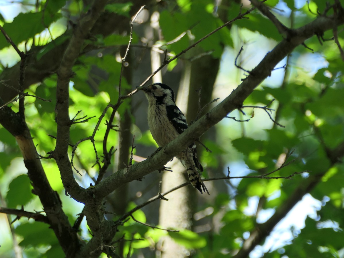Lesser Spotted Woodpecker - Anett Oehmig