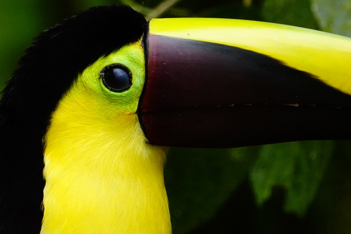 Yellow-throated Toucan - Jonathan Oña