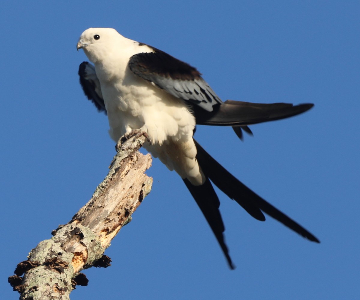Swallow-tailed Kite - Glenn Blaser