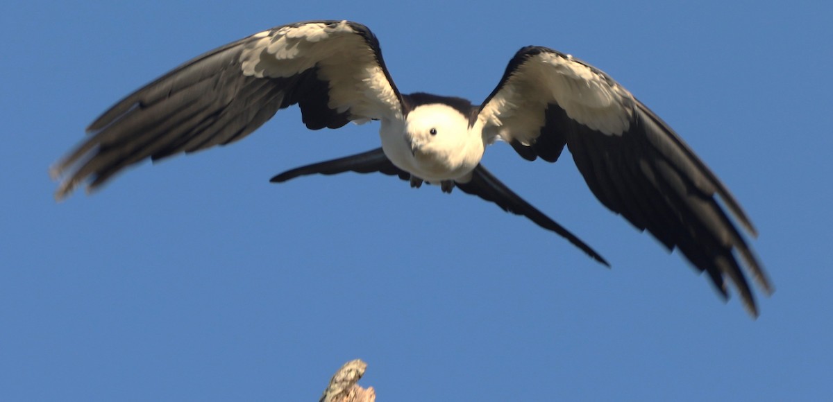 Swallow-tailed Kite - ML618816949