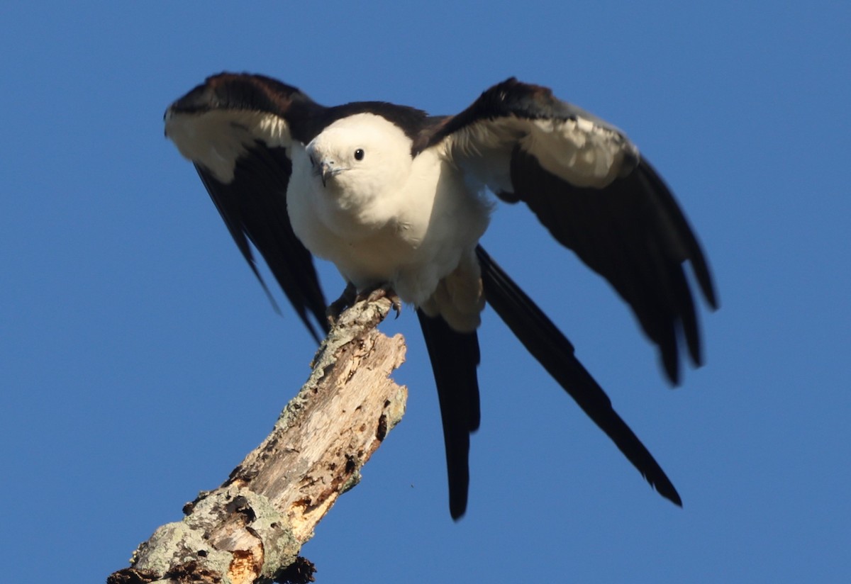 Swallow-tailed Kite - ML618816950