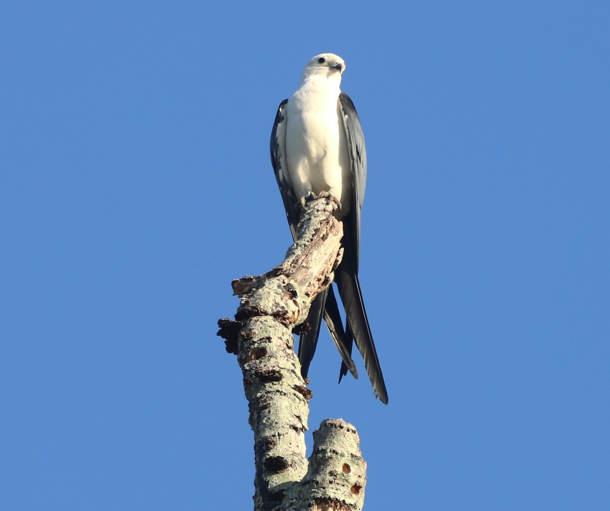Swallow-tailed Kite - ML618816951