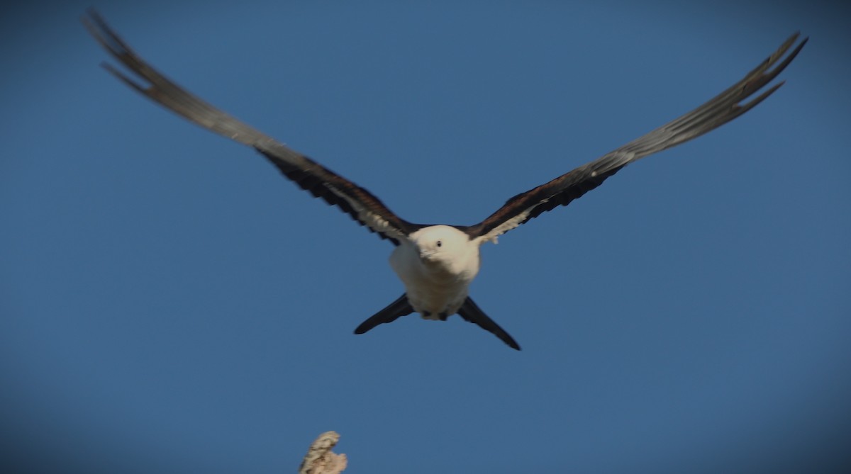 Swallow-tailed Kite - Glenn Blaser