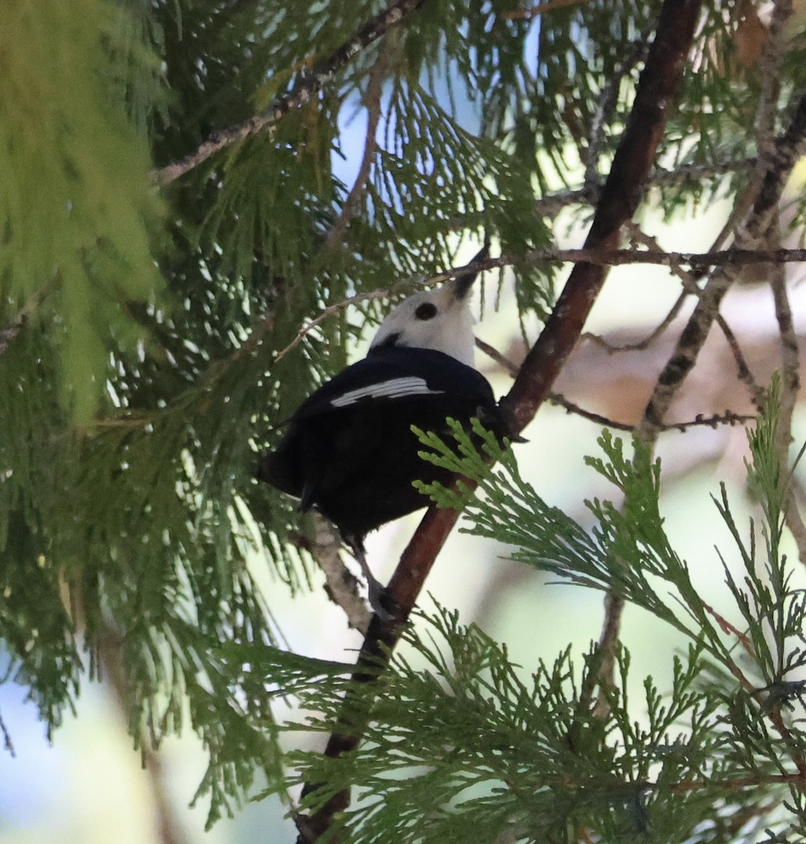 White-headed Woodpecker - ML618816962