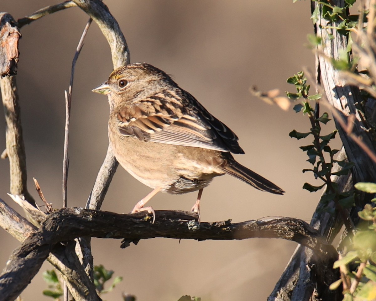 Golden-crowned Sparrow - ML618816978