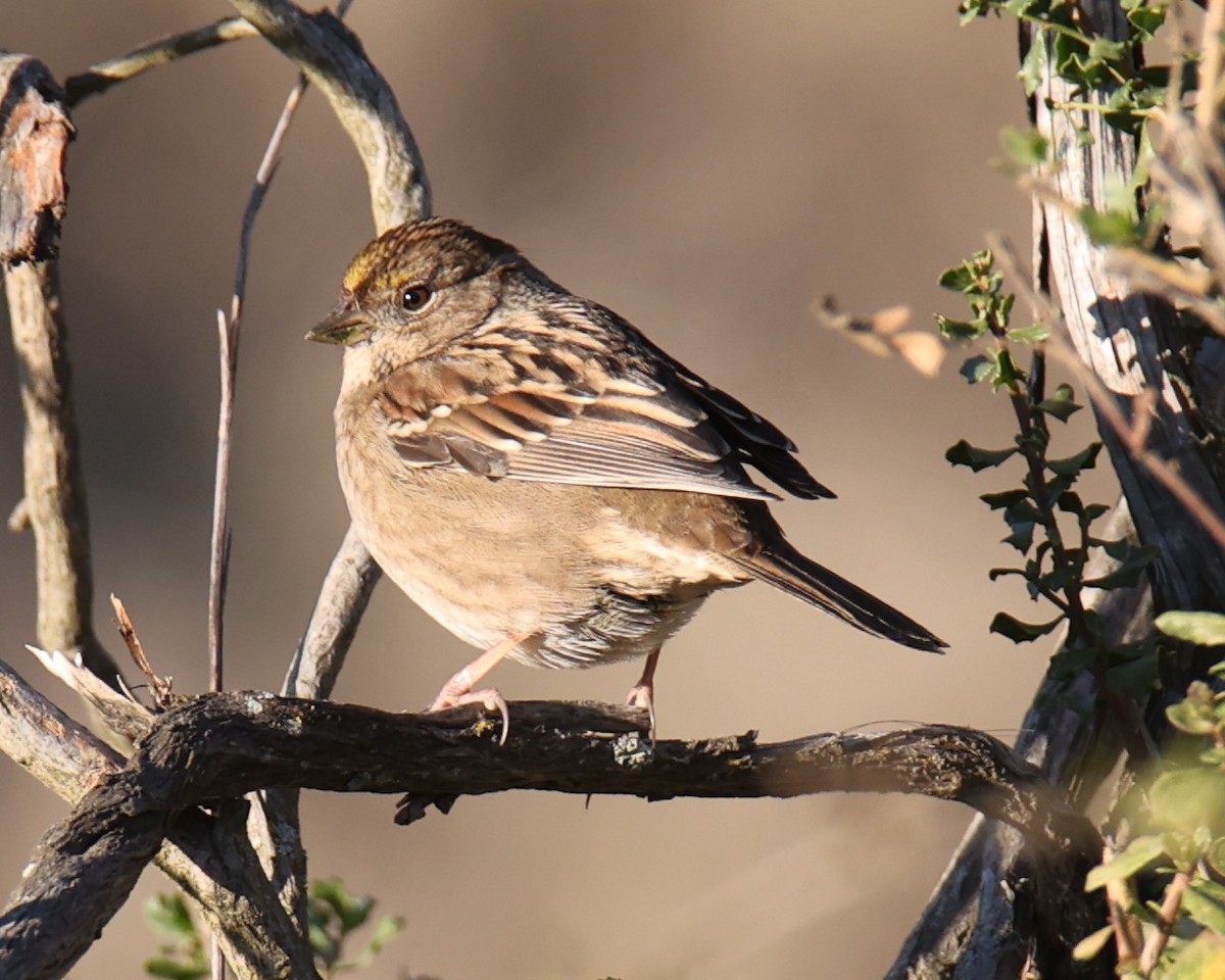 Golden-crowned Sparrow - ML618816979