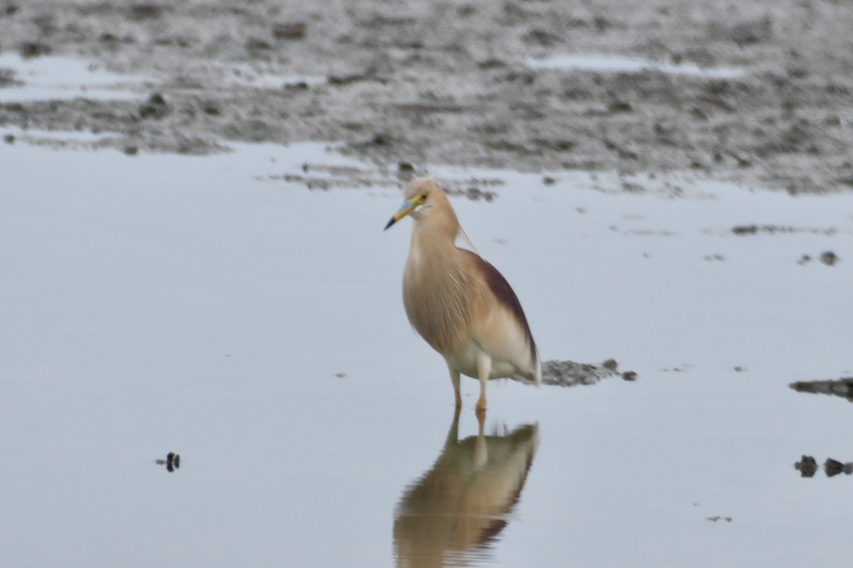 Indian Pond-Heron - ML618817054