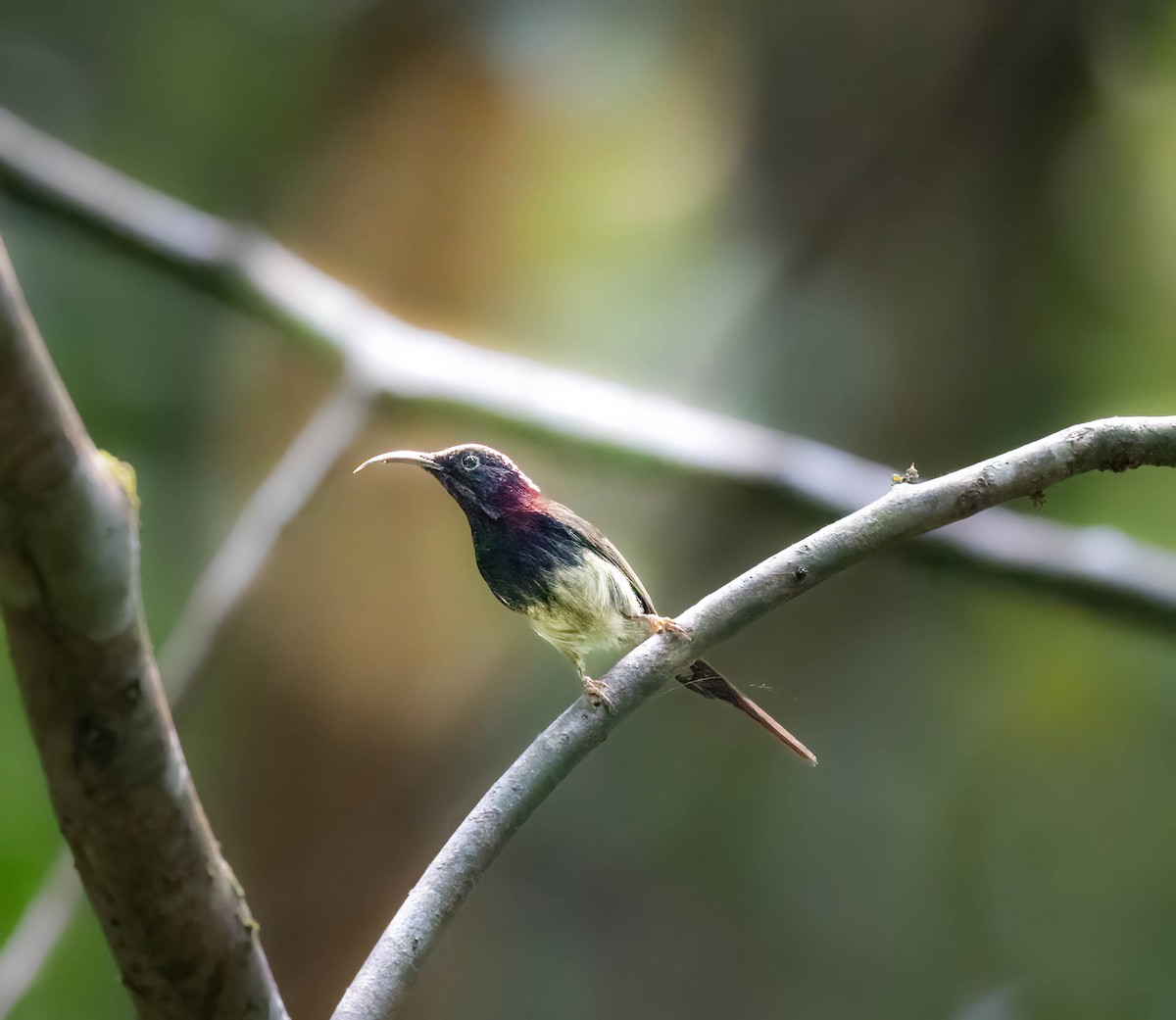 Black-throated Sunbird - ML618817060