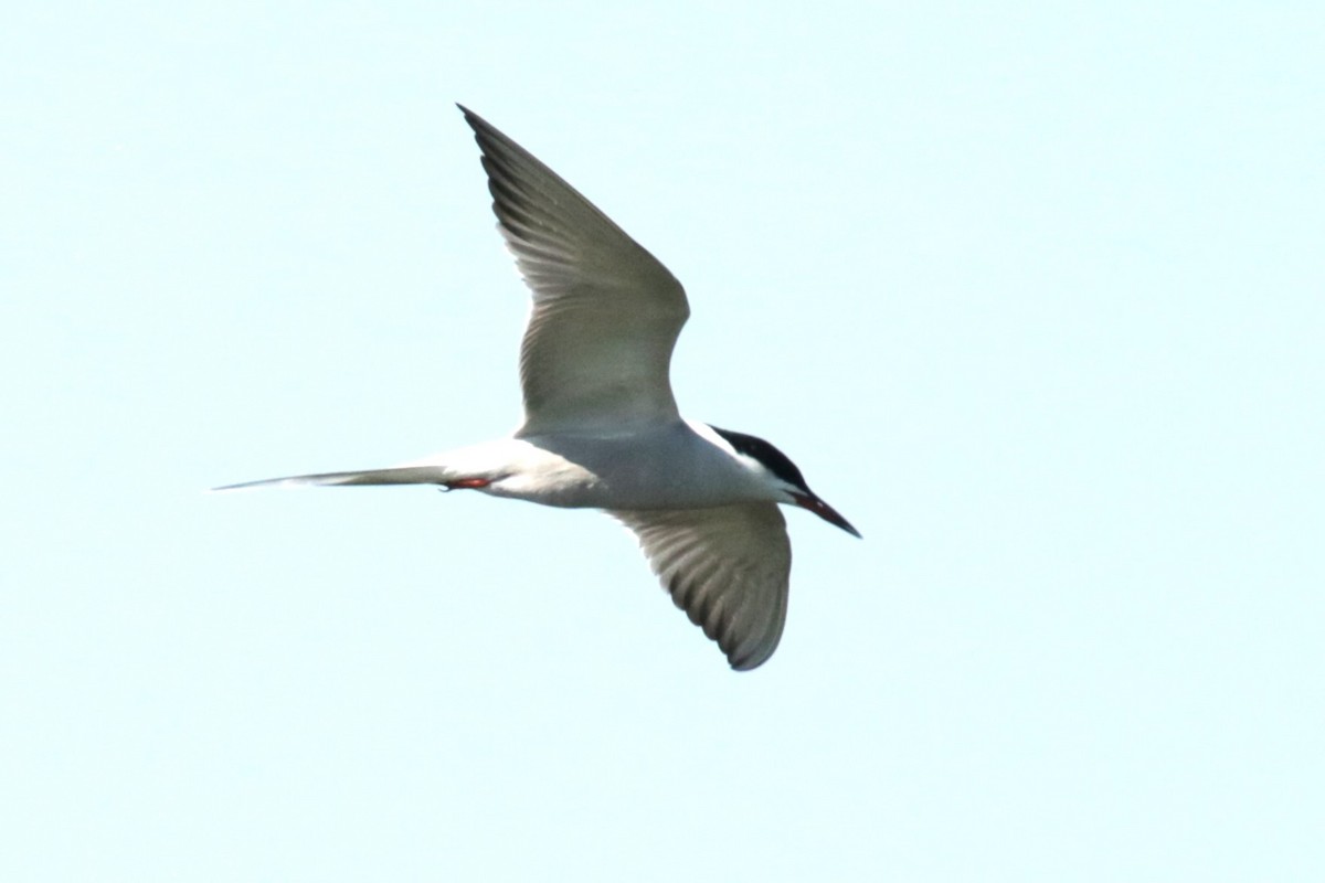 Common Tern - ML618817098