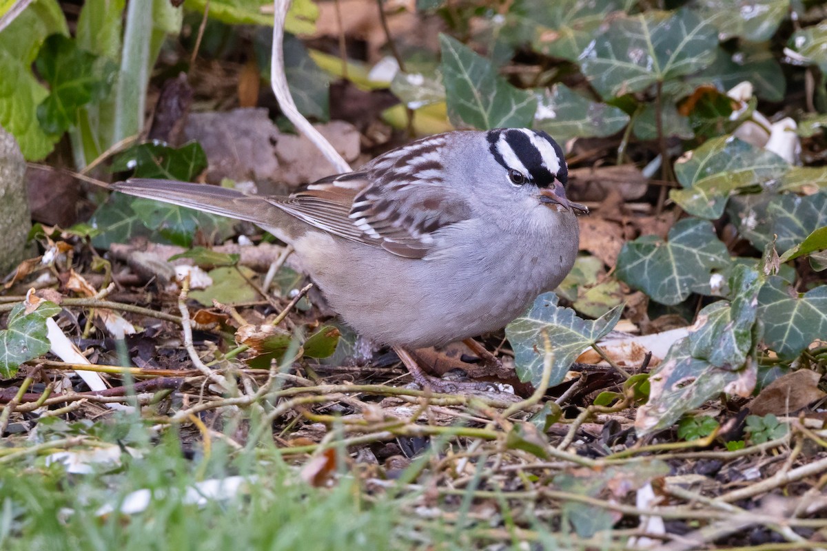White-crowned Sparrow - Lyall Bouchard