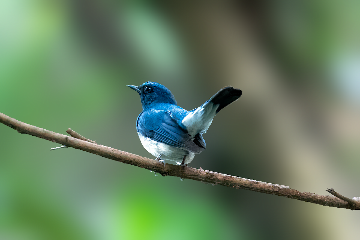 Slaty-blue Flycatcher - Parmil Kumar