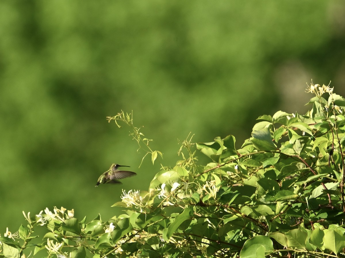 Ruby-throated Hummingbird - William Woody