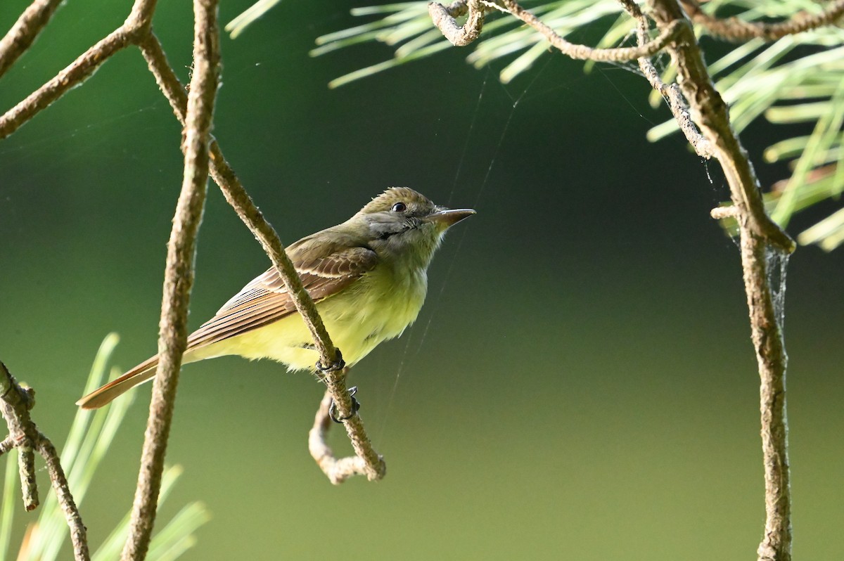 Great Crested Flycatcher - William Woody