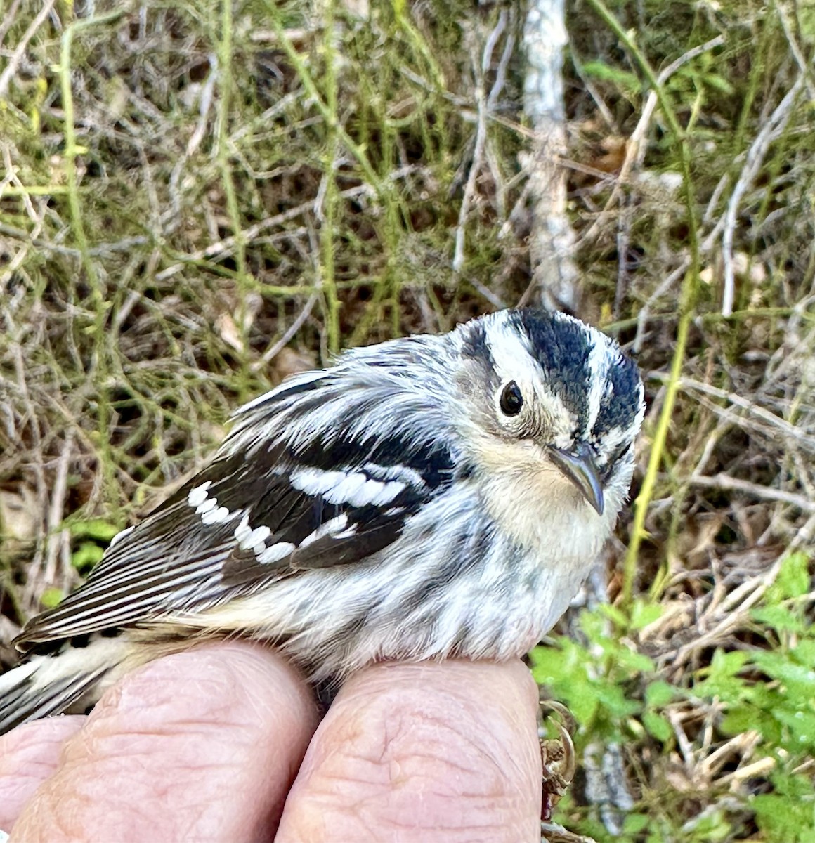 Black-and-white Warbler - ML618817141