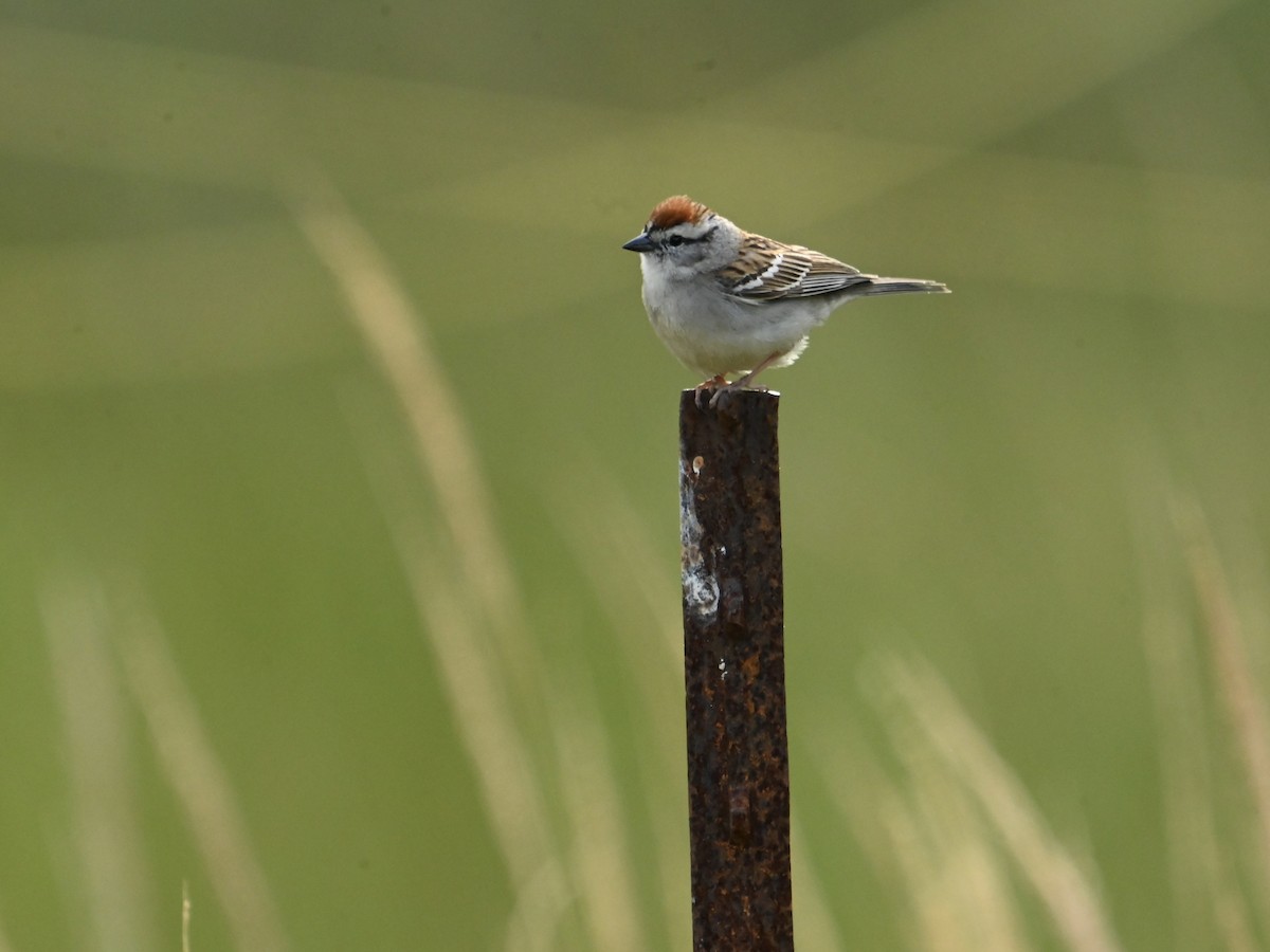 Chipping Sparrow - ML618817165