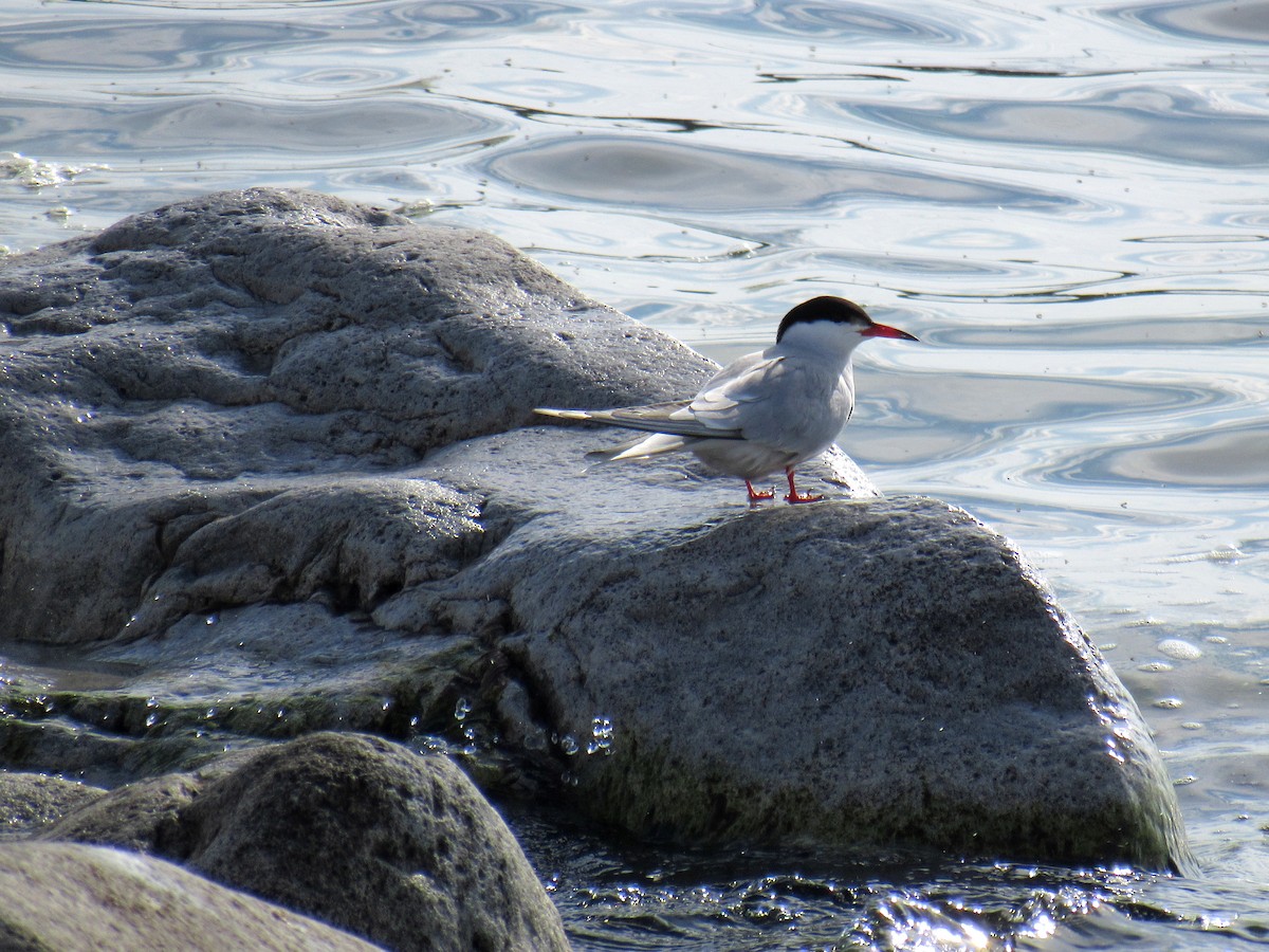 Common Tern - ML618817166