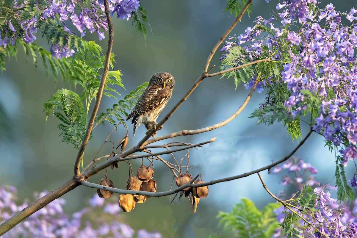 Asian Barred Owlet - ML618817214