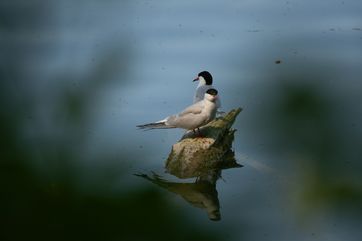 Common Tern - Yoann Grillet