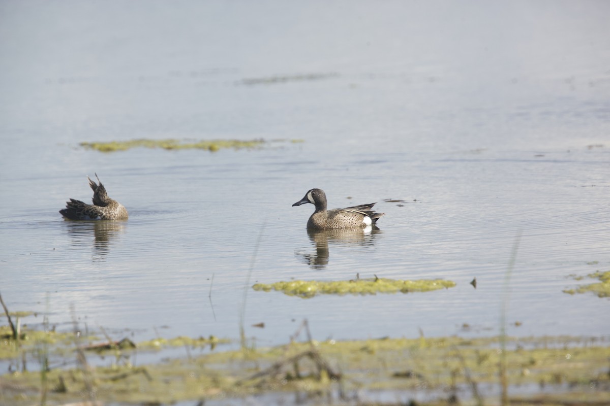 Blue-winged Teal - ML618817253