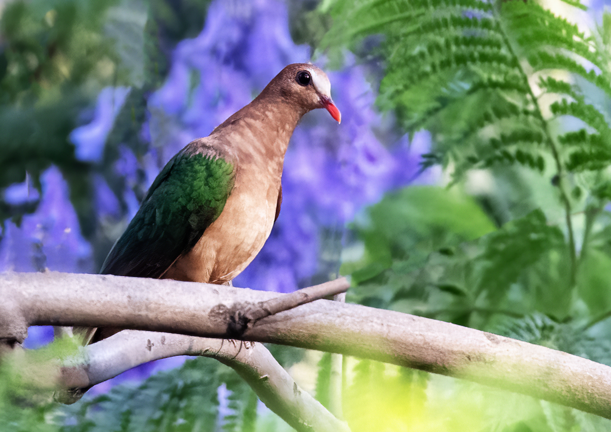 Asian Emerald Dove - ML618817306