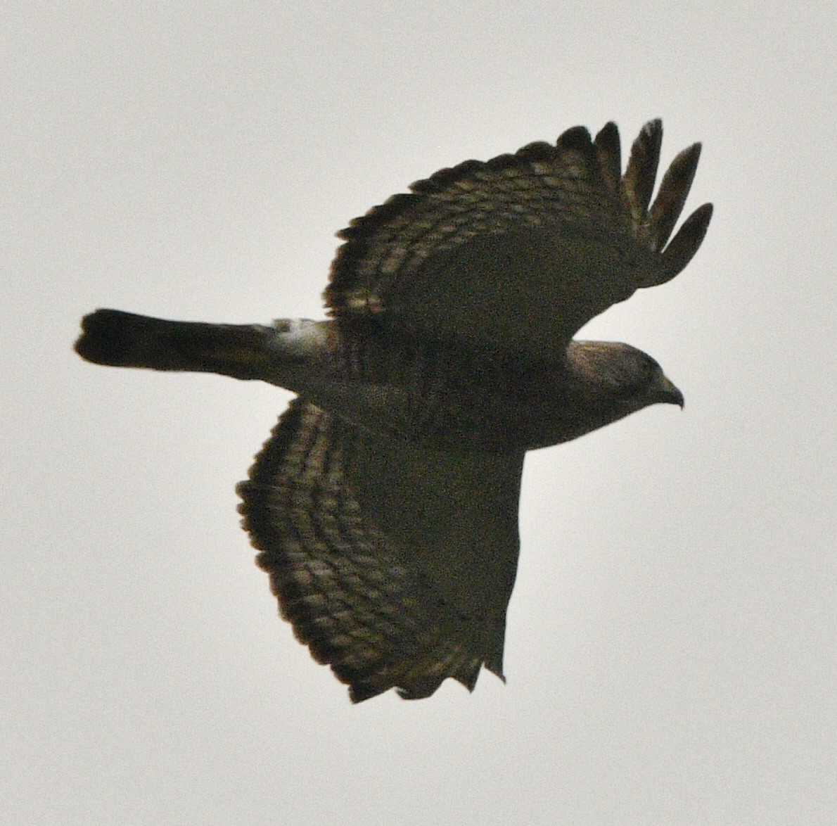 Broad-winged Hawk - don mcgregor