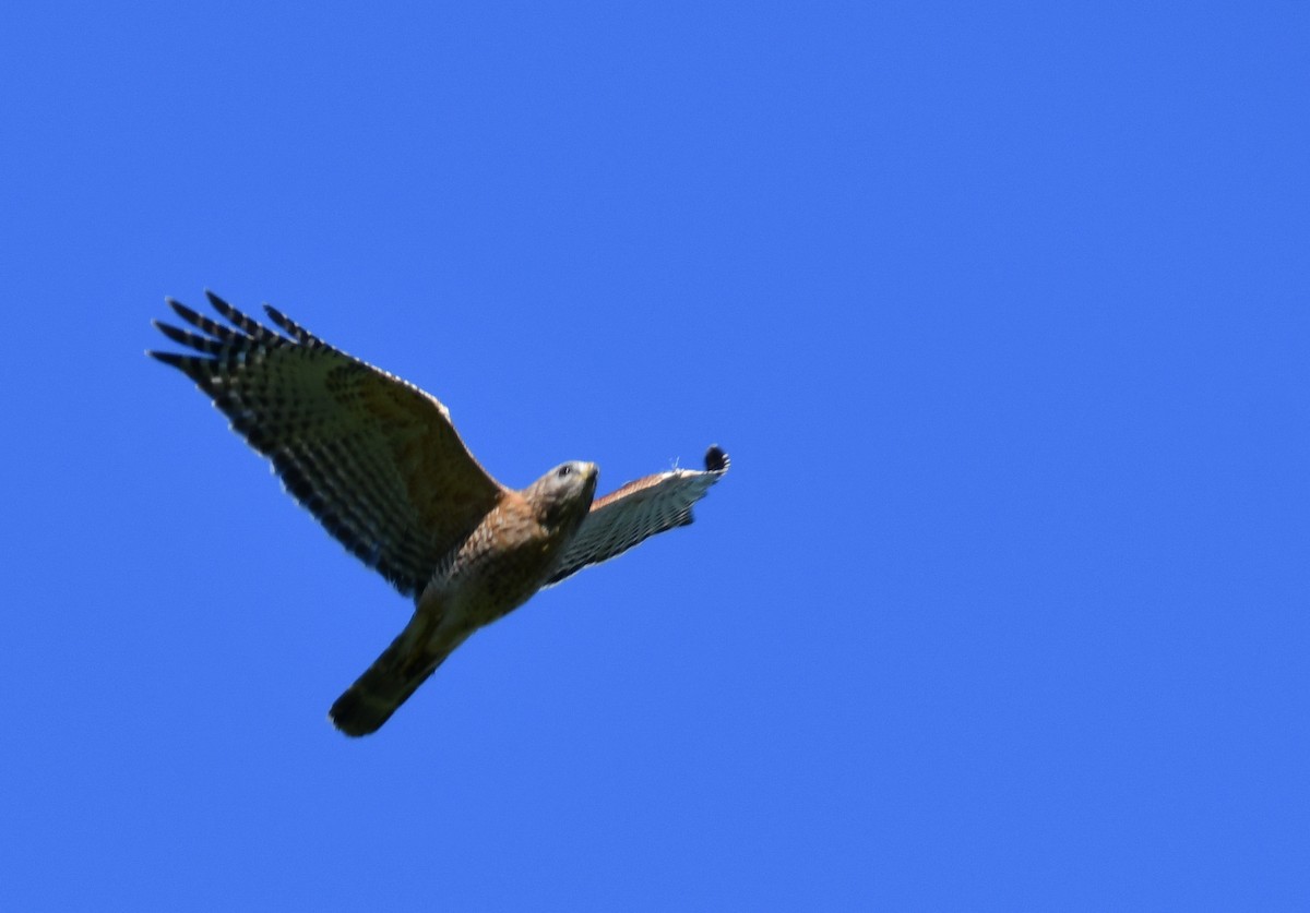 Red-shouldered Hawk - Silas Powell