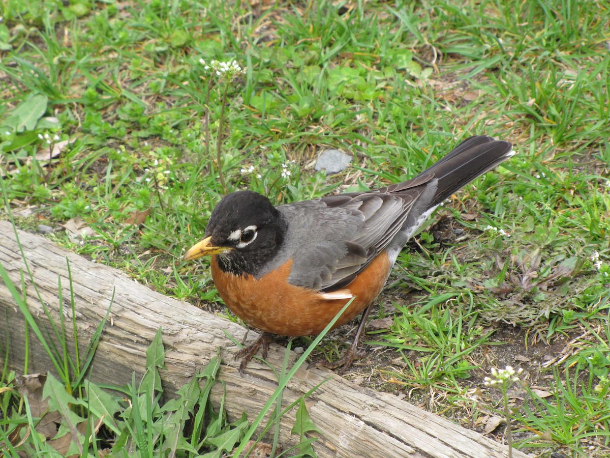 American Robin - Peter McTague