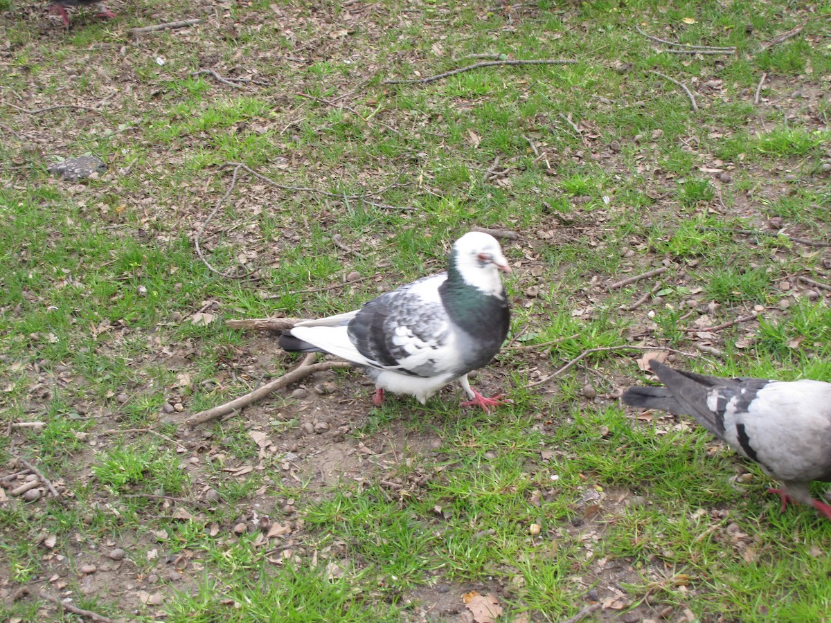 Rock Pigeon (Feral Pigeon) - ML618817370
