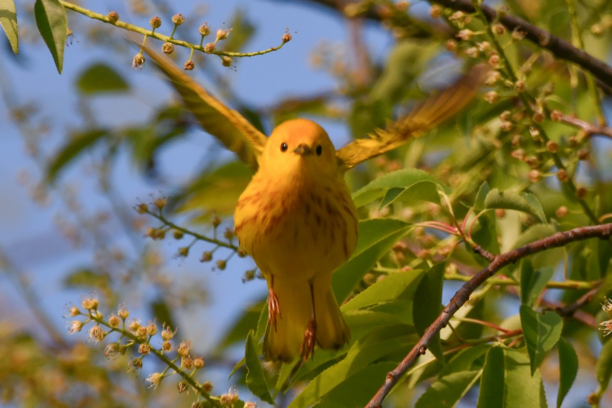 Yellow Warbler - Silas Powell