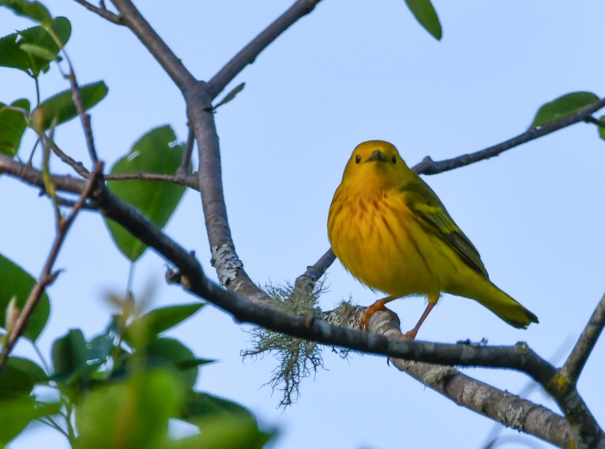 Yellow Warbler - Silas Powell