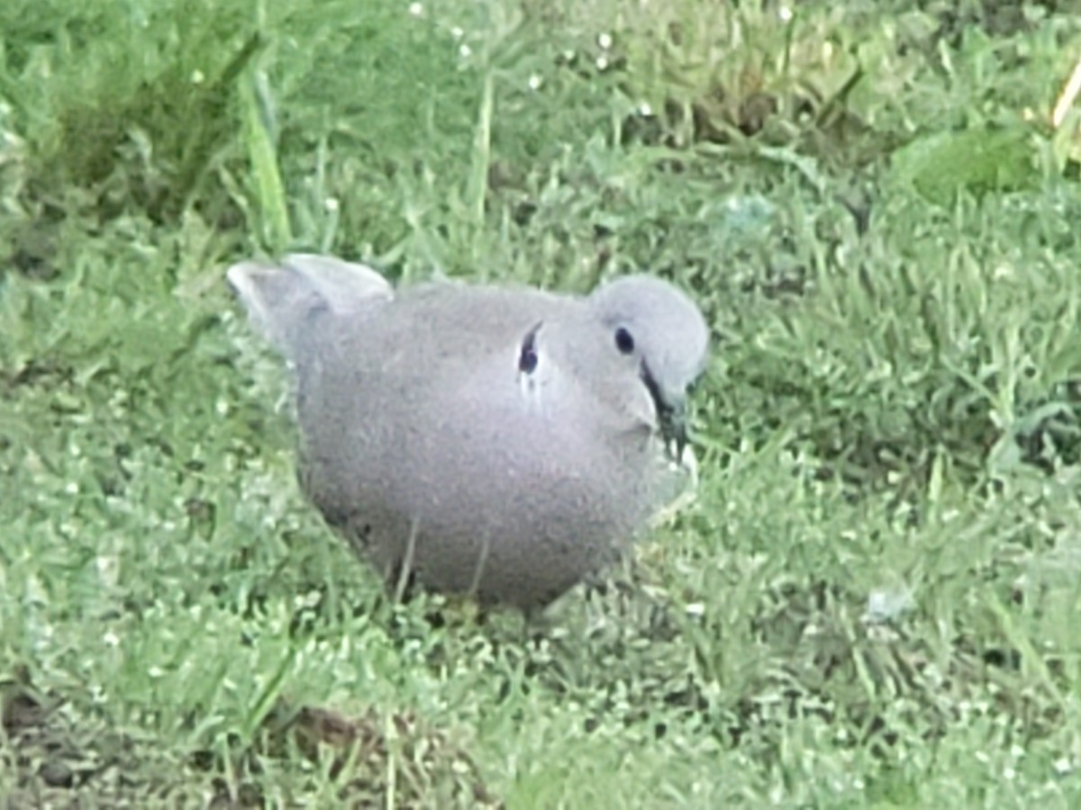 Eurasian Collared-Dove - ML618817381