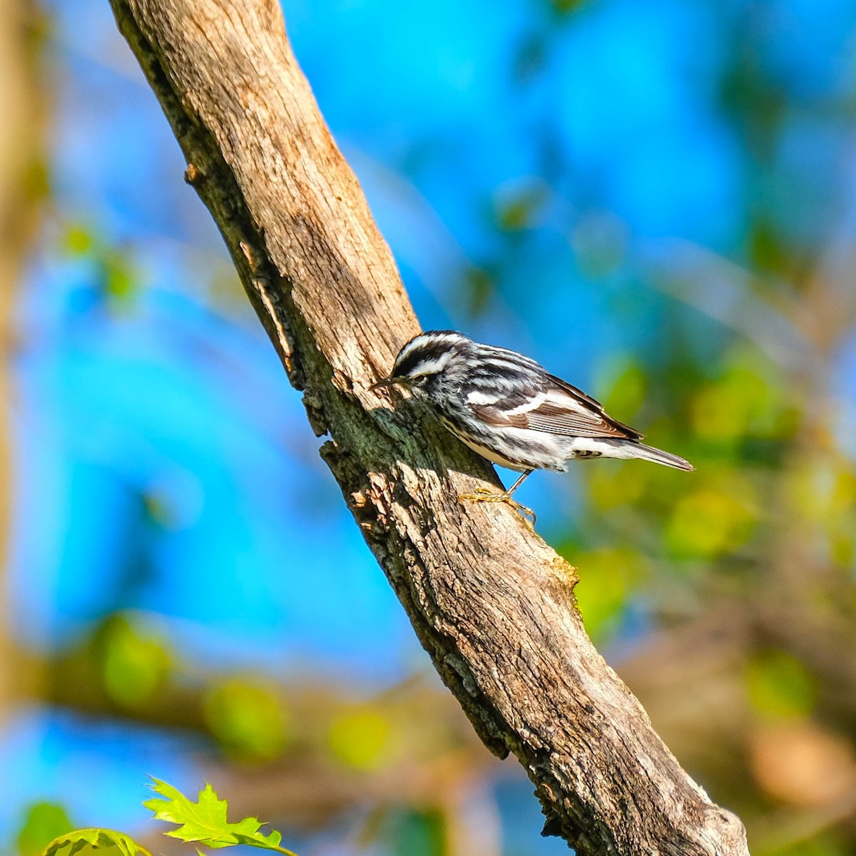 Black-and-white Warbler - Andrew Dressel