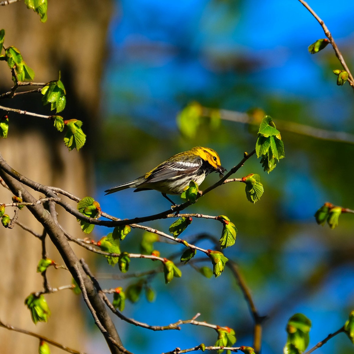 Black-throated Green Warbler - Andrew Dressel