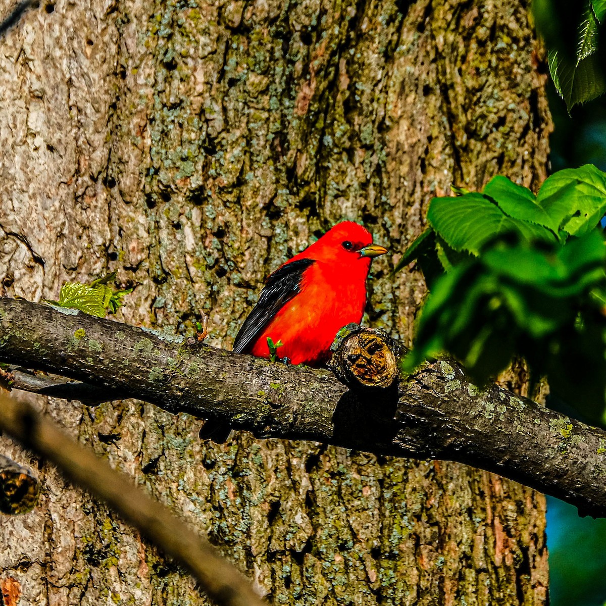 Scarlet Tanager - ML618817444