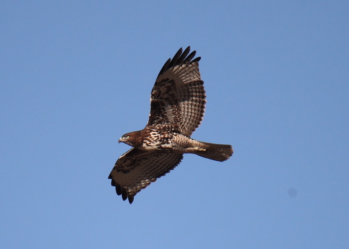 Red-tailed Hawk - ML618817450