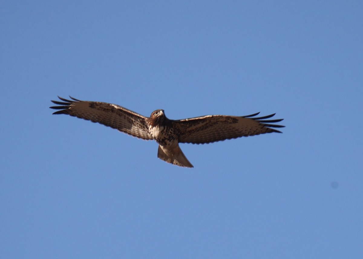 Red-tailed Hawk - ML618817459