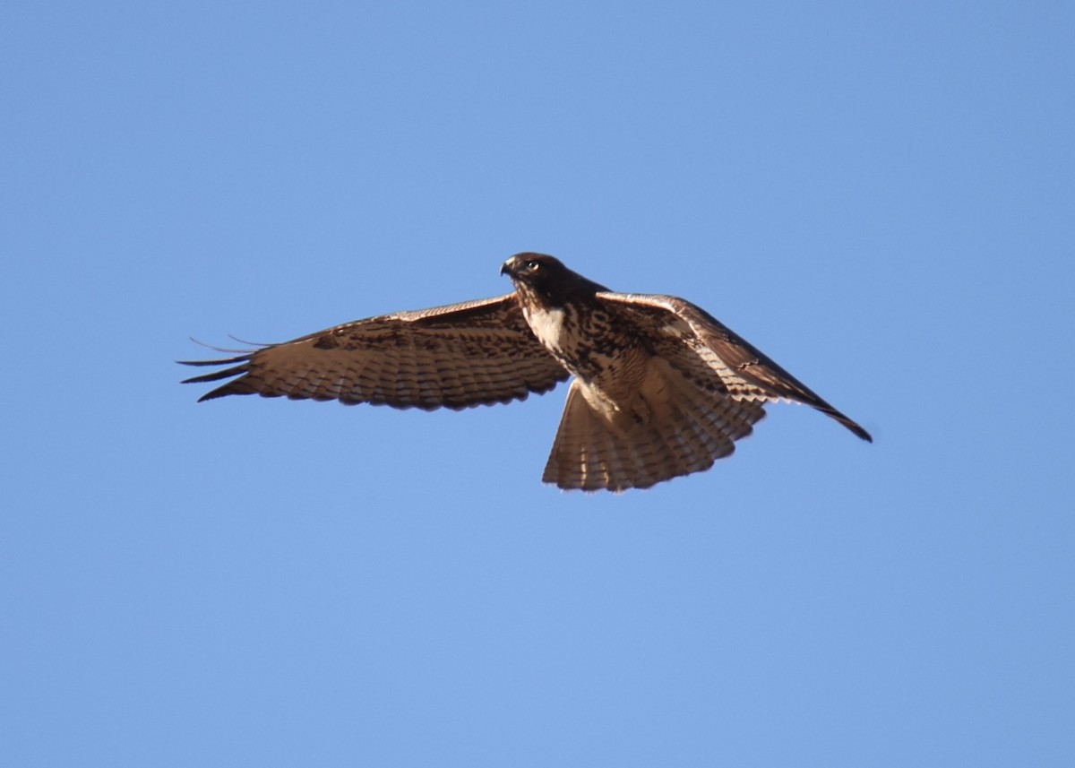 Red-tailed Hawk - ML618817460