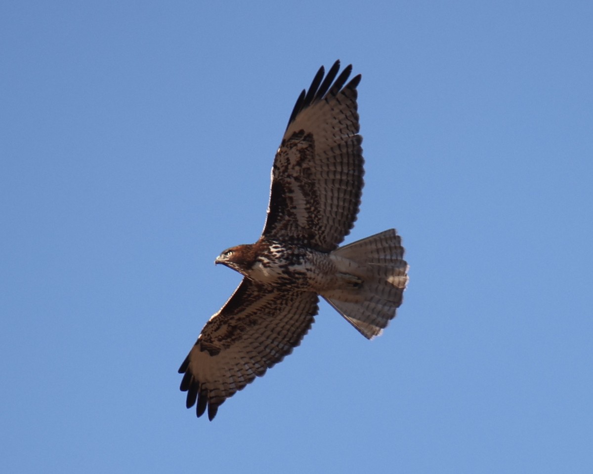 Red-tailed Hawk - ML618817461