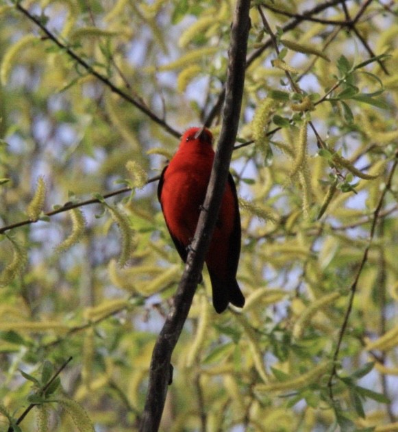 Scarlet Tanager - ML618817468